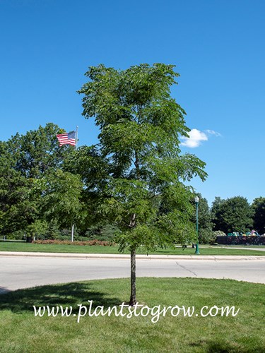 Espresso Kentucky Coffee Tree (Gymnocladus)